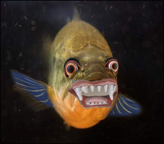 Ugly Fish